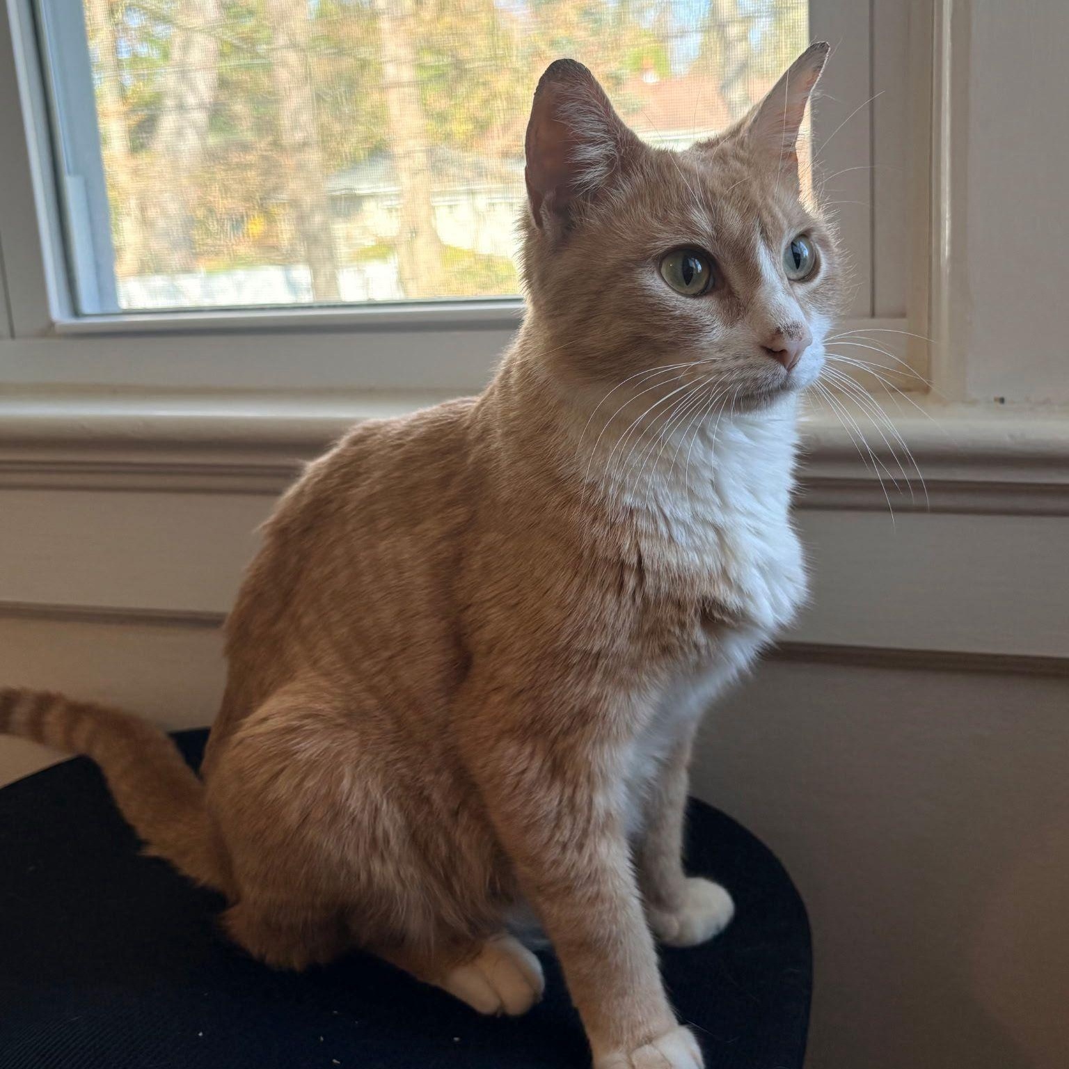 Enlarge Louisiana, a ADOPTABLE Domestic Short Hair in Montclair, NJ image 2/4