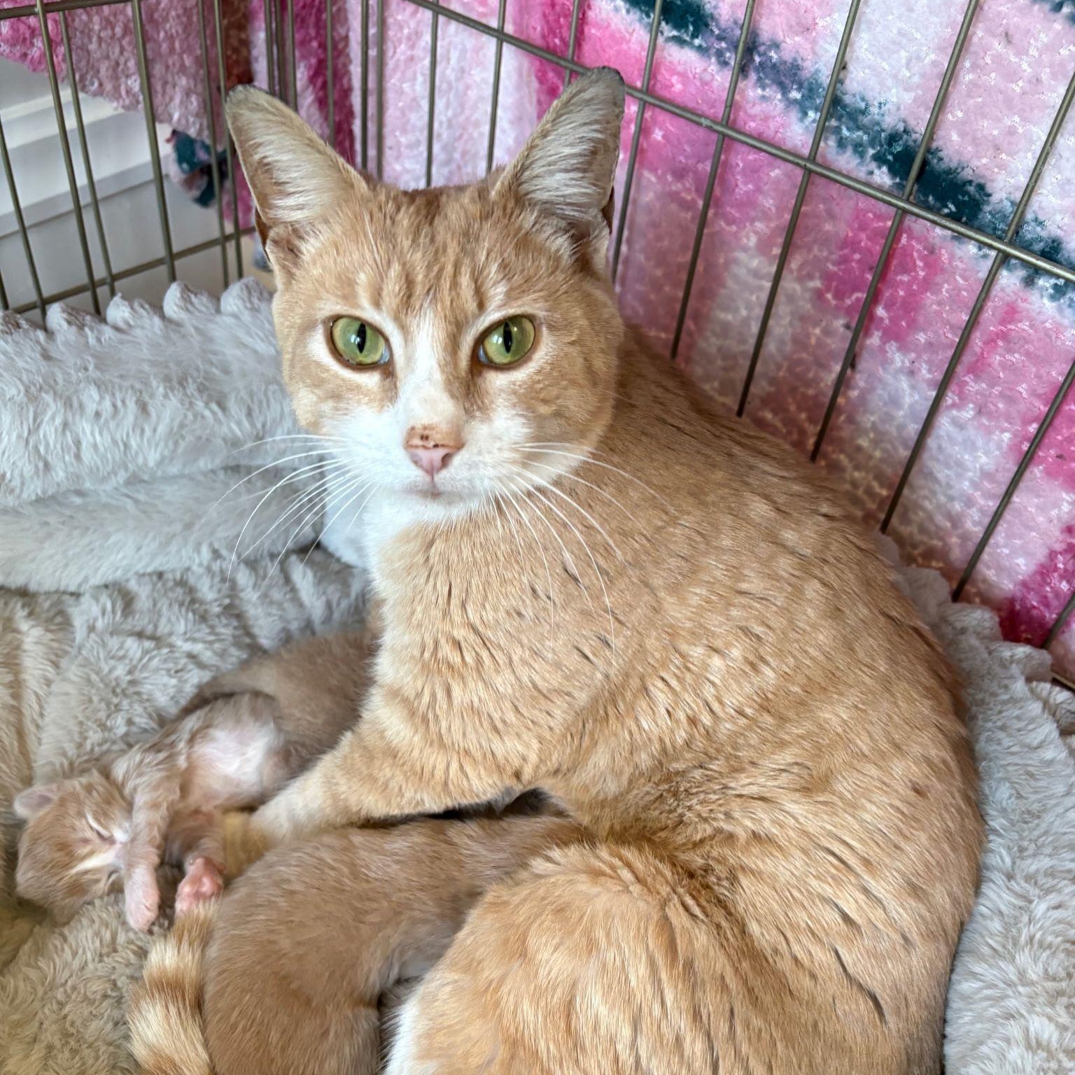 Enlarge Louisiana, a ADOPTABLE Domestic Short Hair in Montclair, NJ image 4/4