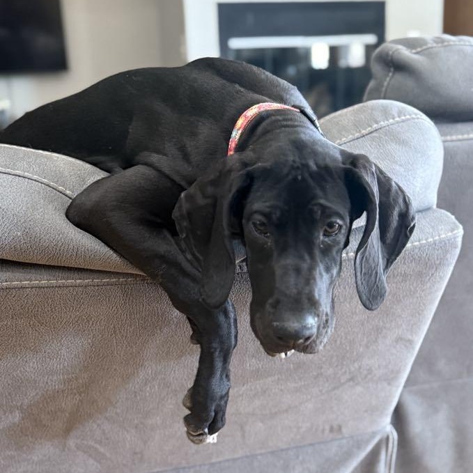 Midnight, Adoptable, Puppy Female Great Dane.