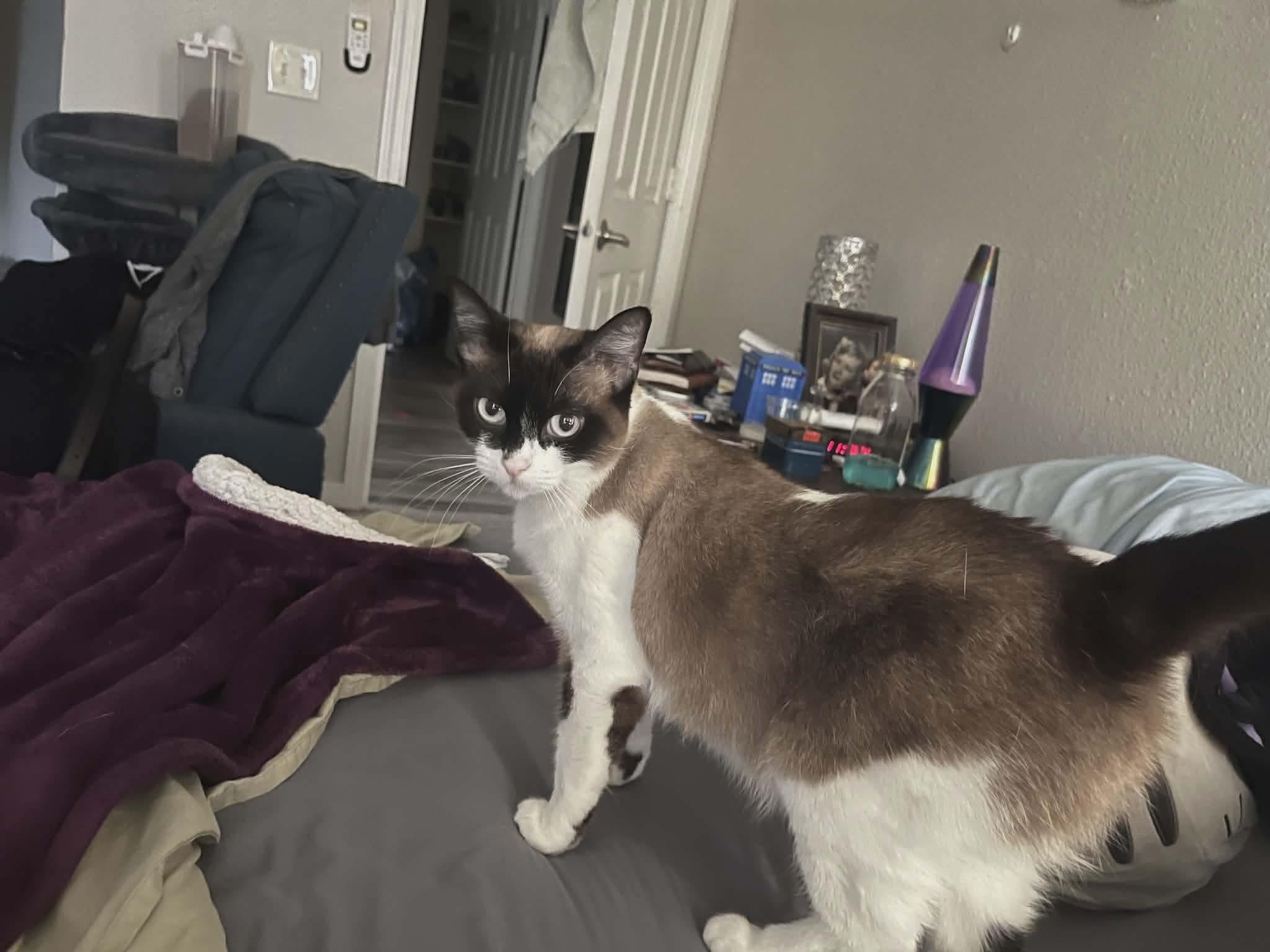 Alice, ADOPTABLE, Adult Female Siamese & Domestic Short Hair.