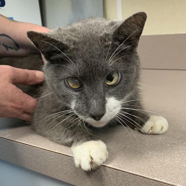 Tommy, Adoptable, Senior Male Domestic Short Hair.