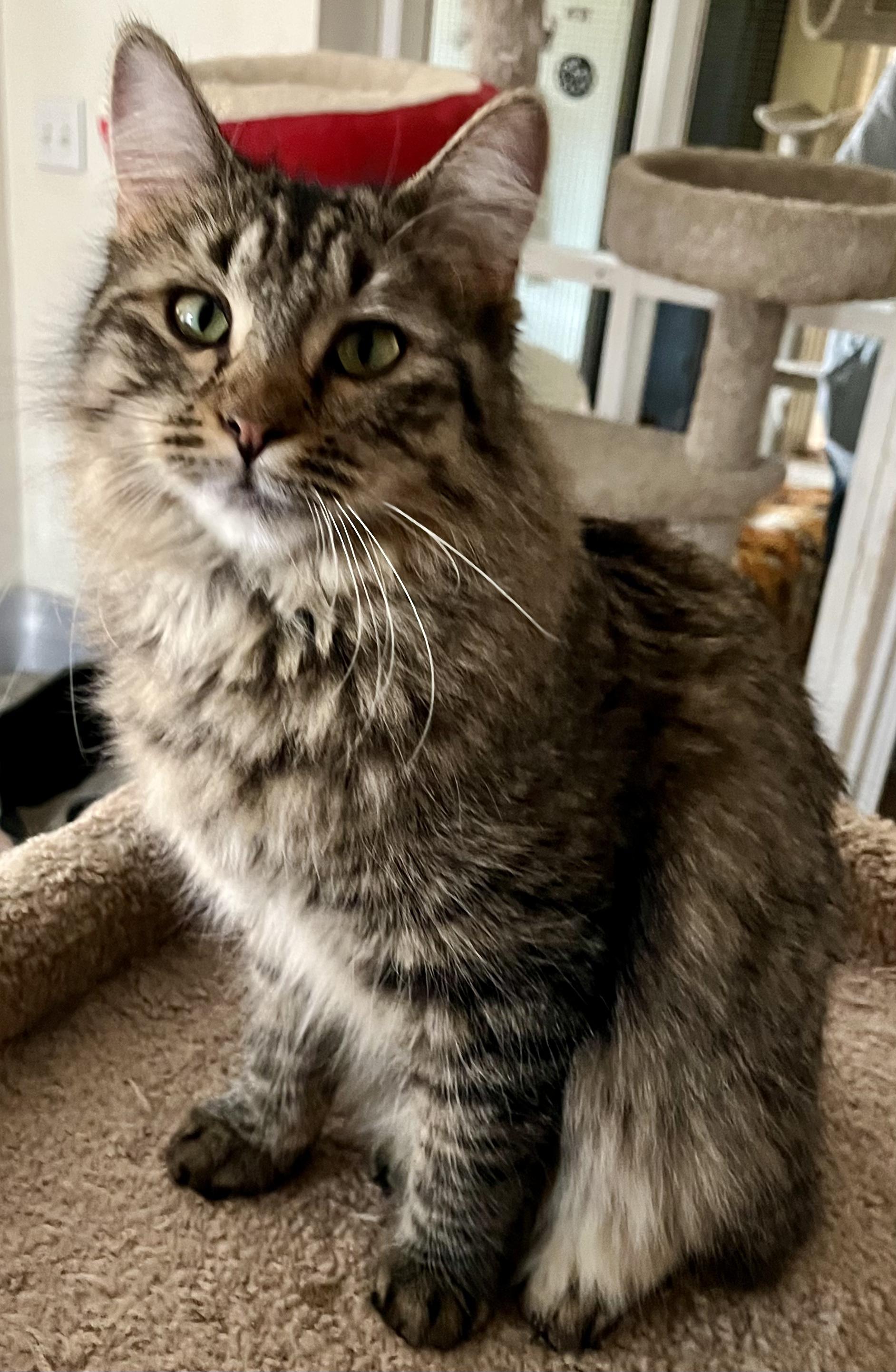 Enlarge Lisette, an adopted Tabby in Prescott, AZ image 2/3