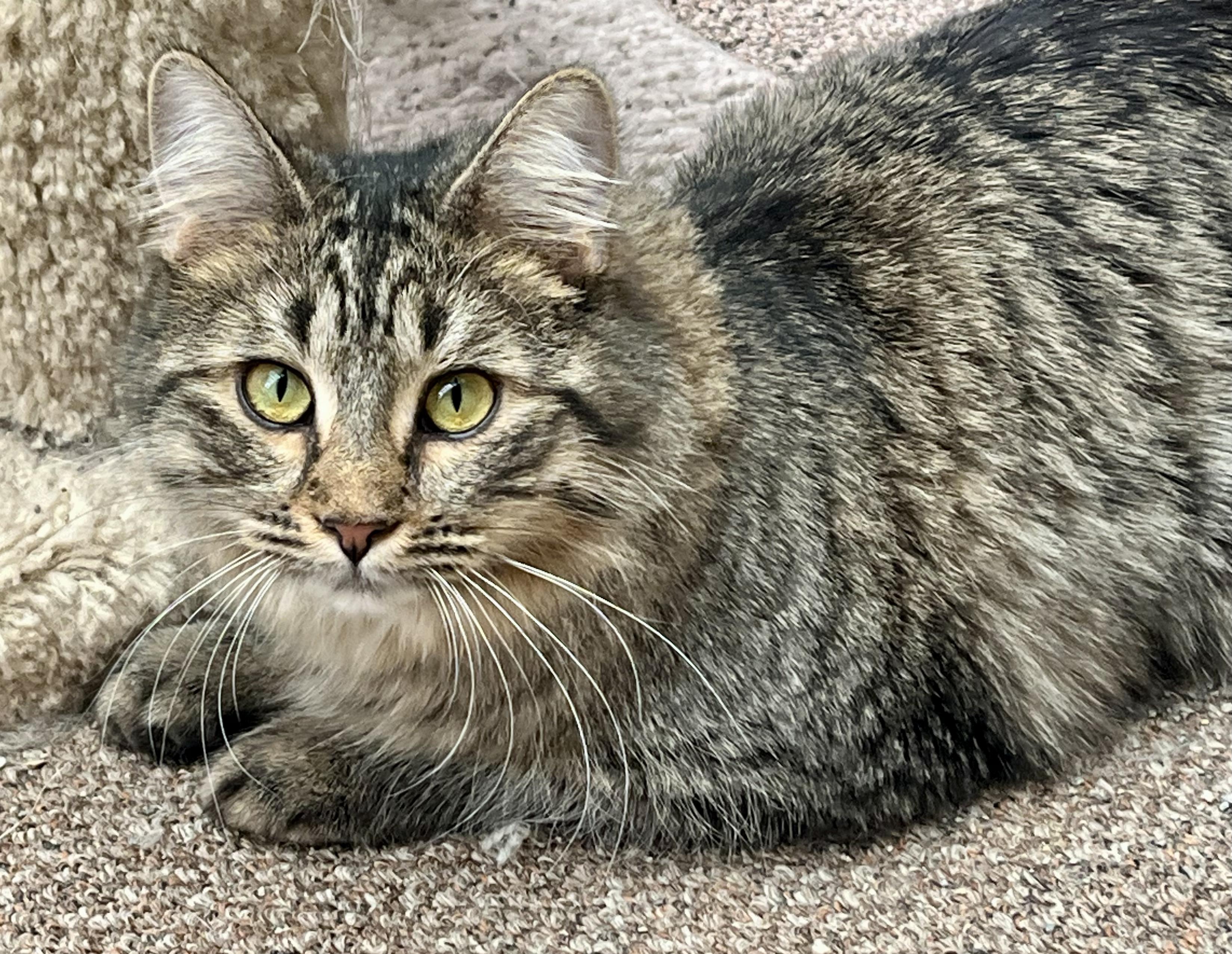 Enlarge Lisette, an adopted Tabby in Prescott, AZ image 1/3