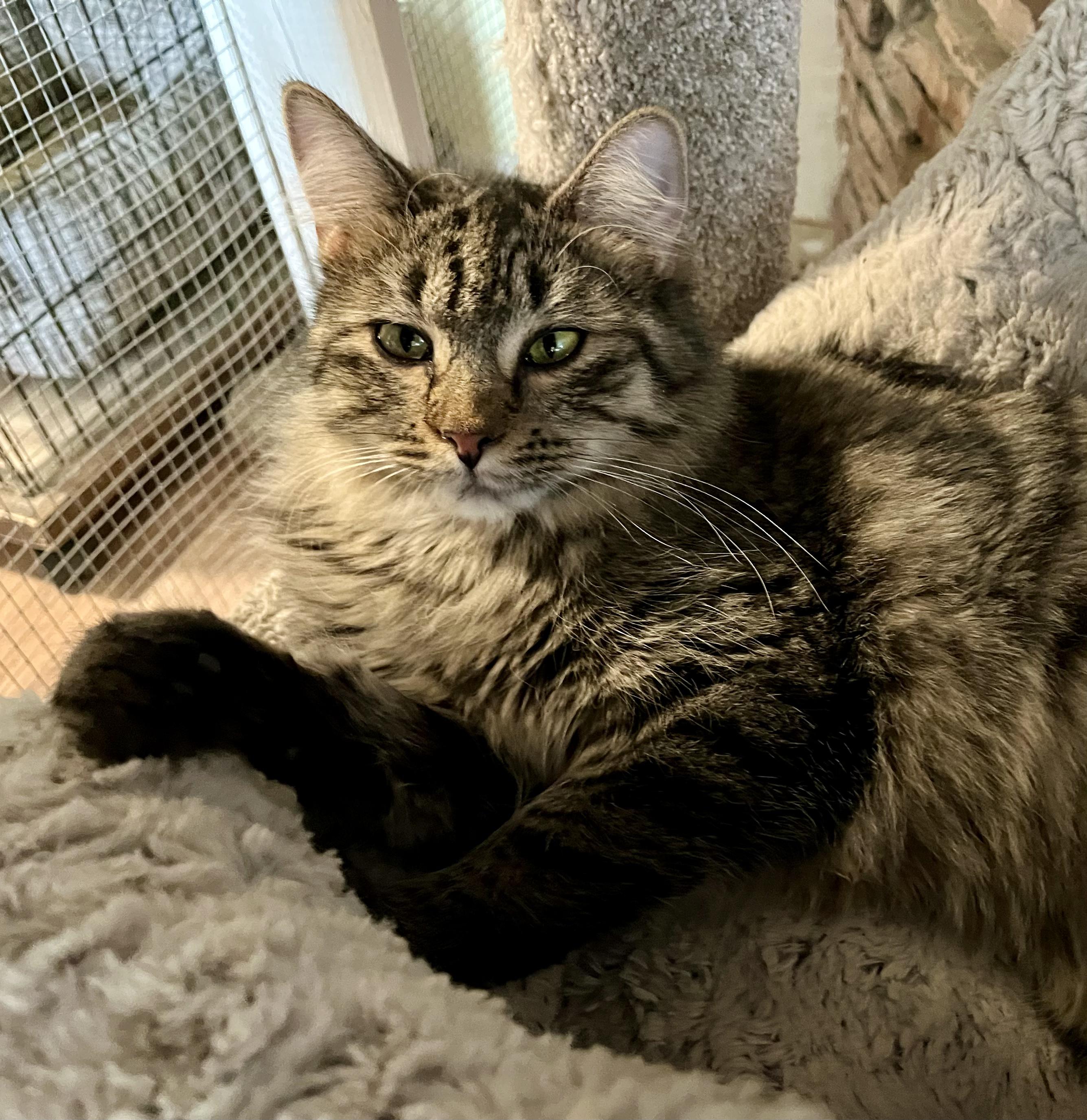 Enlarge Lisette, an adopted Tabby in Prescott, AZ image 3/3