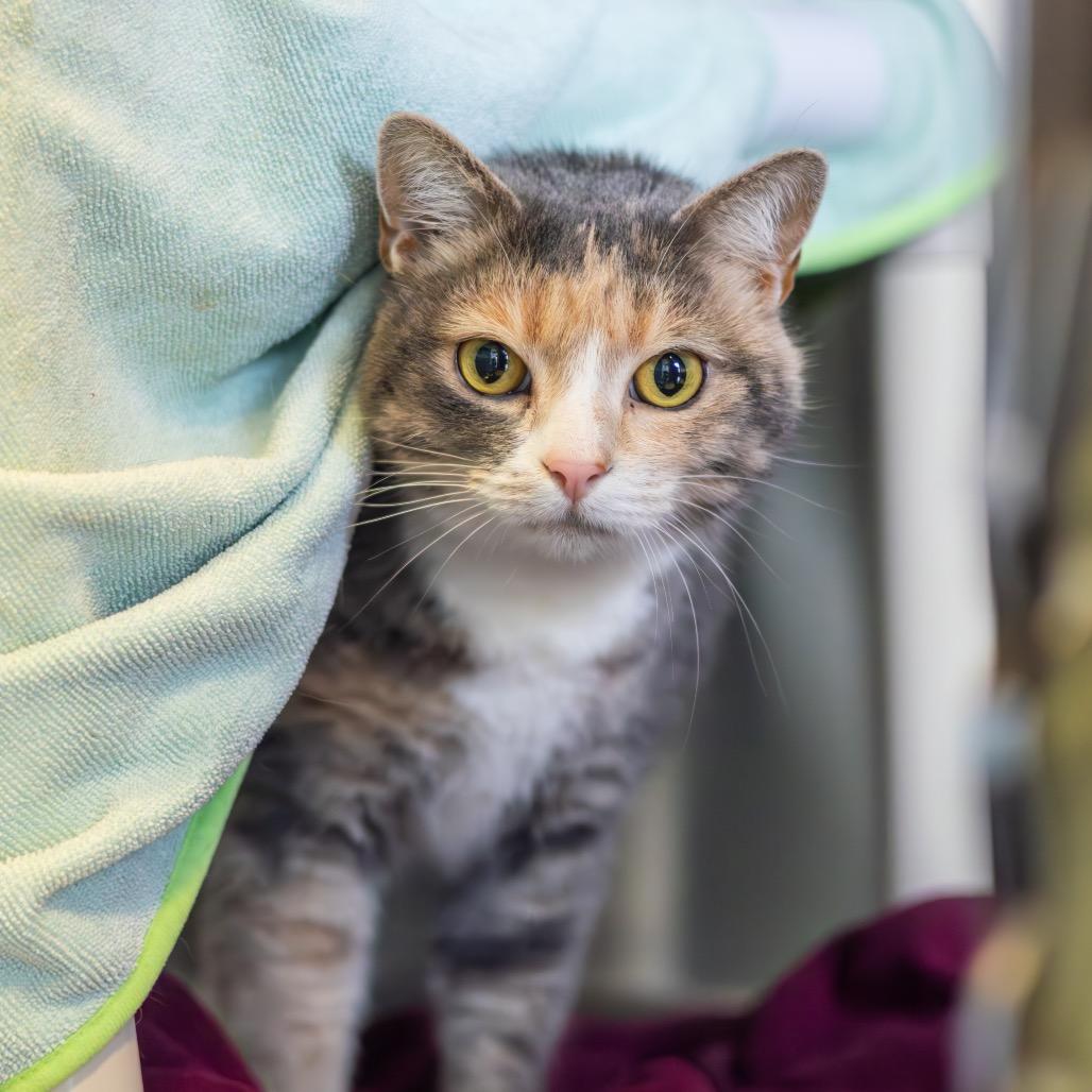 Taffy (bonded with Bumper), Adoptable, Adult Female Domestic Short Hair.