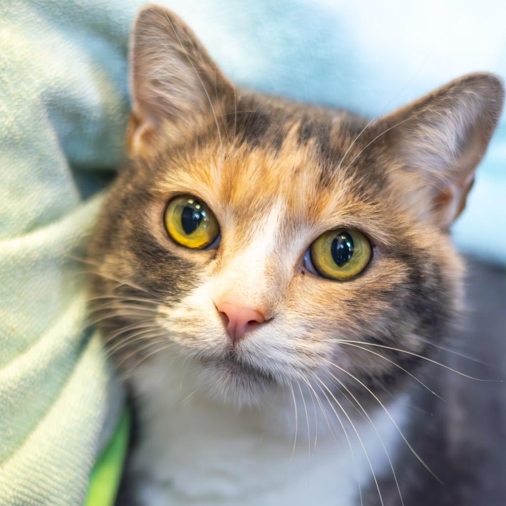 Enlarge Taffy (bonded with Bumper), a Adoptable Domestic Short Hair in Wilmington, DE image 2/4