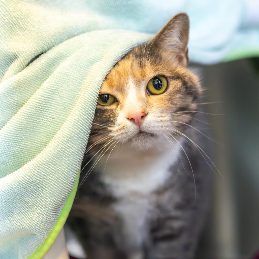 Enlarge Taffy (bonded with Bumper), a Adoptable Domestic Short Hair in Wilmington, DE image 3/4