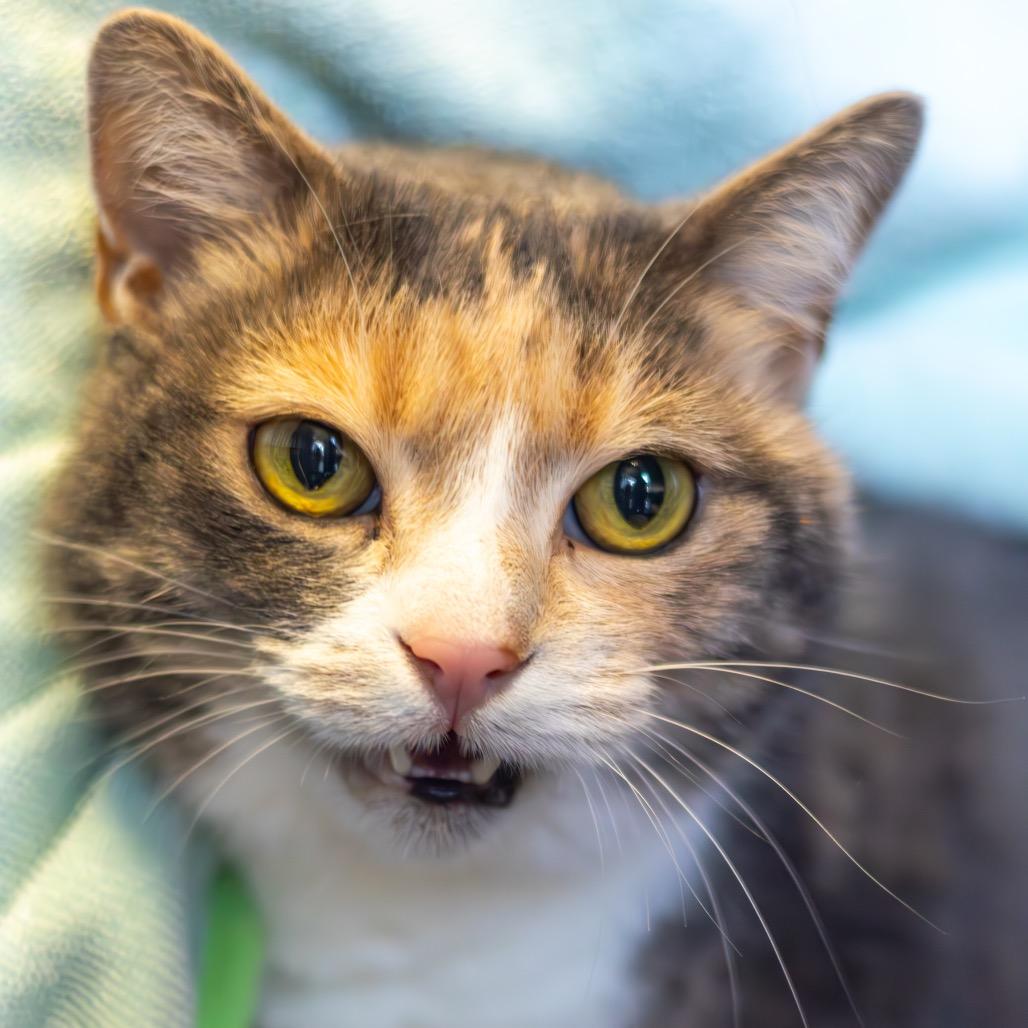 Enlarge Taffy (bonded with Bumper), a Adoptable Domestic Short Hair in Wilmington, DE image 4/4