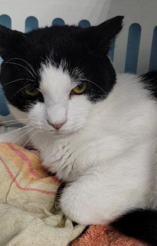 Enlarge Simone - Center, a Adoptable Domestic Short Hair in Oakland Park, FL image 1/2