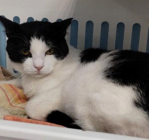 Enlarge Simone - Center, a Adoptable Domestic Short Hair in Oakland Park, FL image 2/2