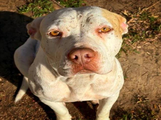 Enlarge KATARA, a Adoptable mixed breed in Tulsa, OK image 1/2