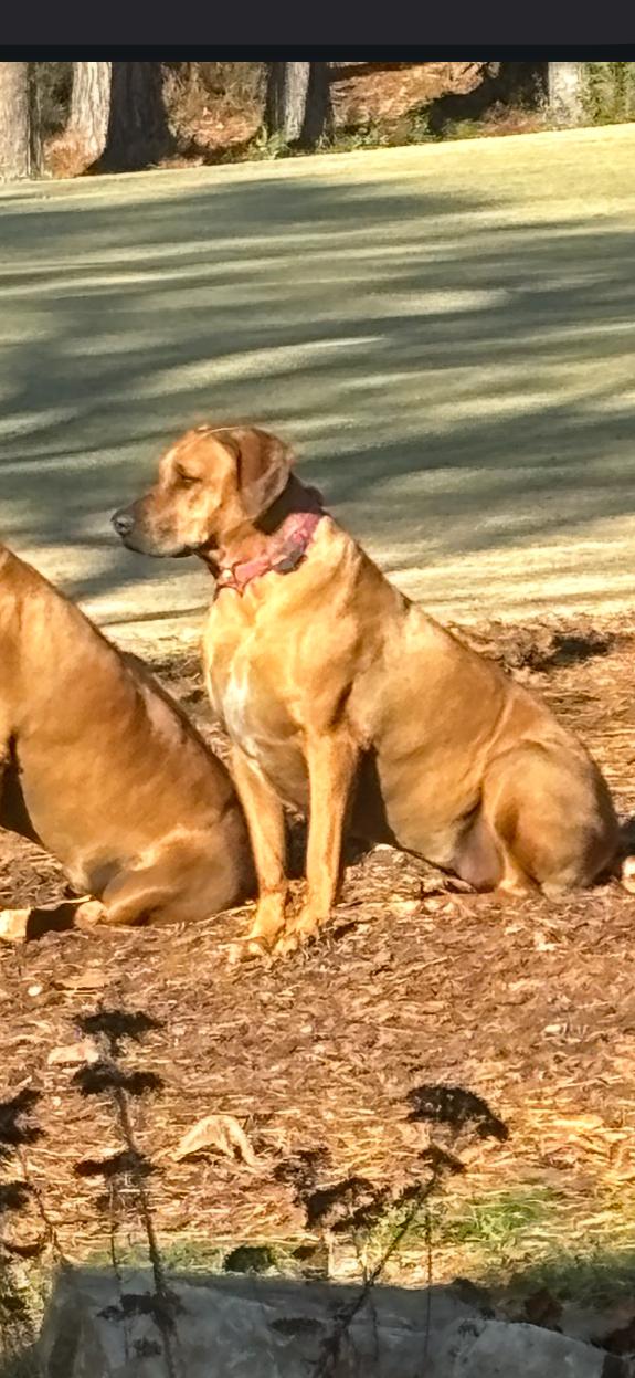 Skyler, Adult Female unknown