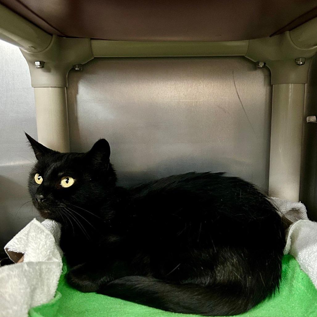 Mama Mary, a Adoptable Domestic Short Hair in Hamburg, NY image 1/2