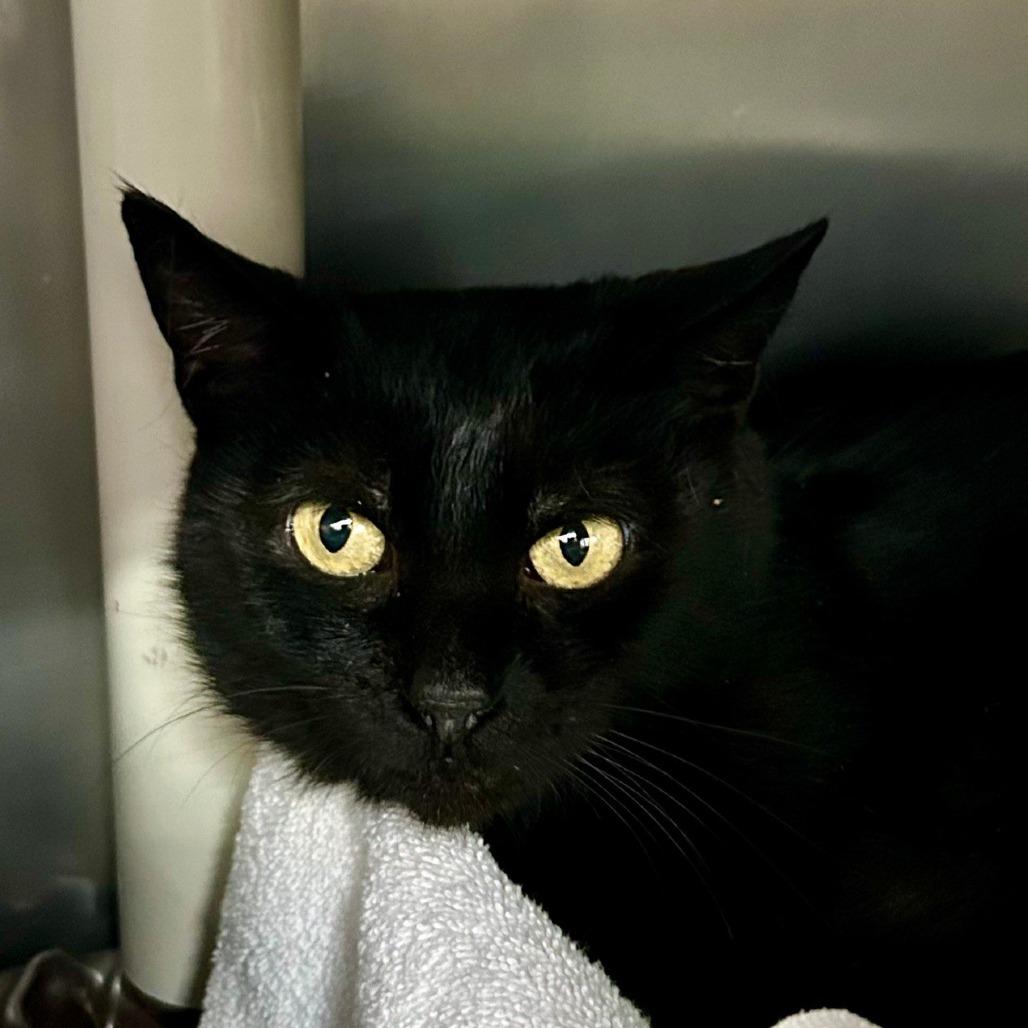 Mama Mary, a Adoptable Domestic Short Hair in Hamburg, NY image 2/2