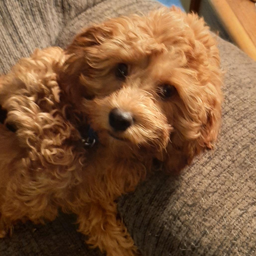 Reed, Adoptable, Puppy Male Cavalier King Charles Spaniel & Poodle.