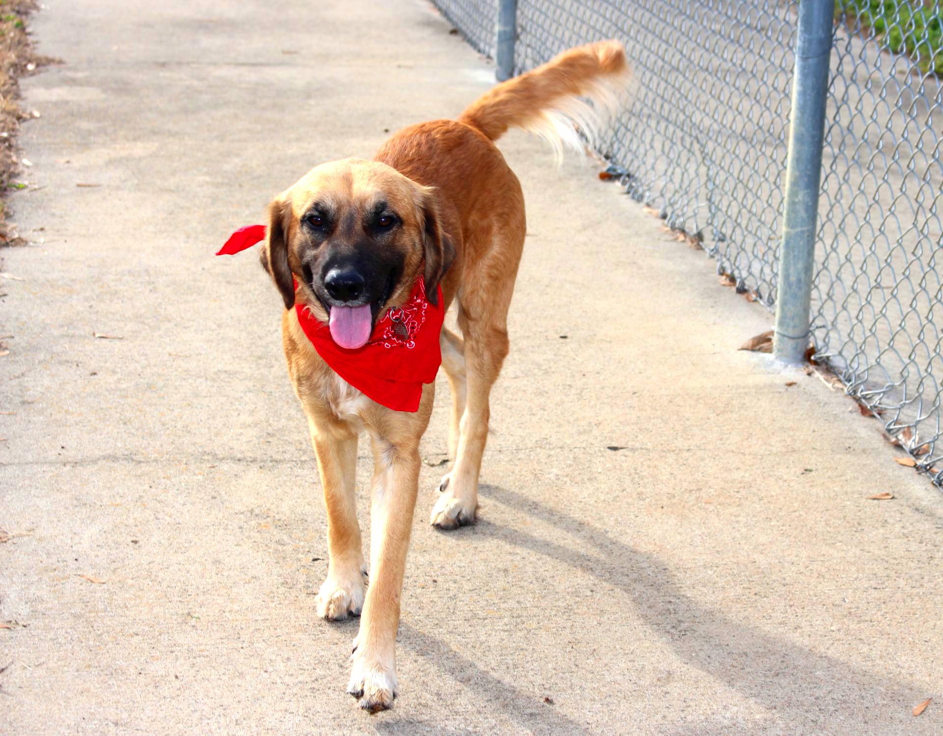 Enlarge Daniel, a ADOPTABLE mixed breed in Muldrow, OK image 4/6