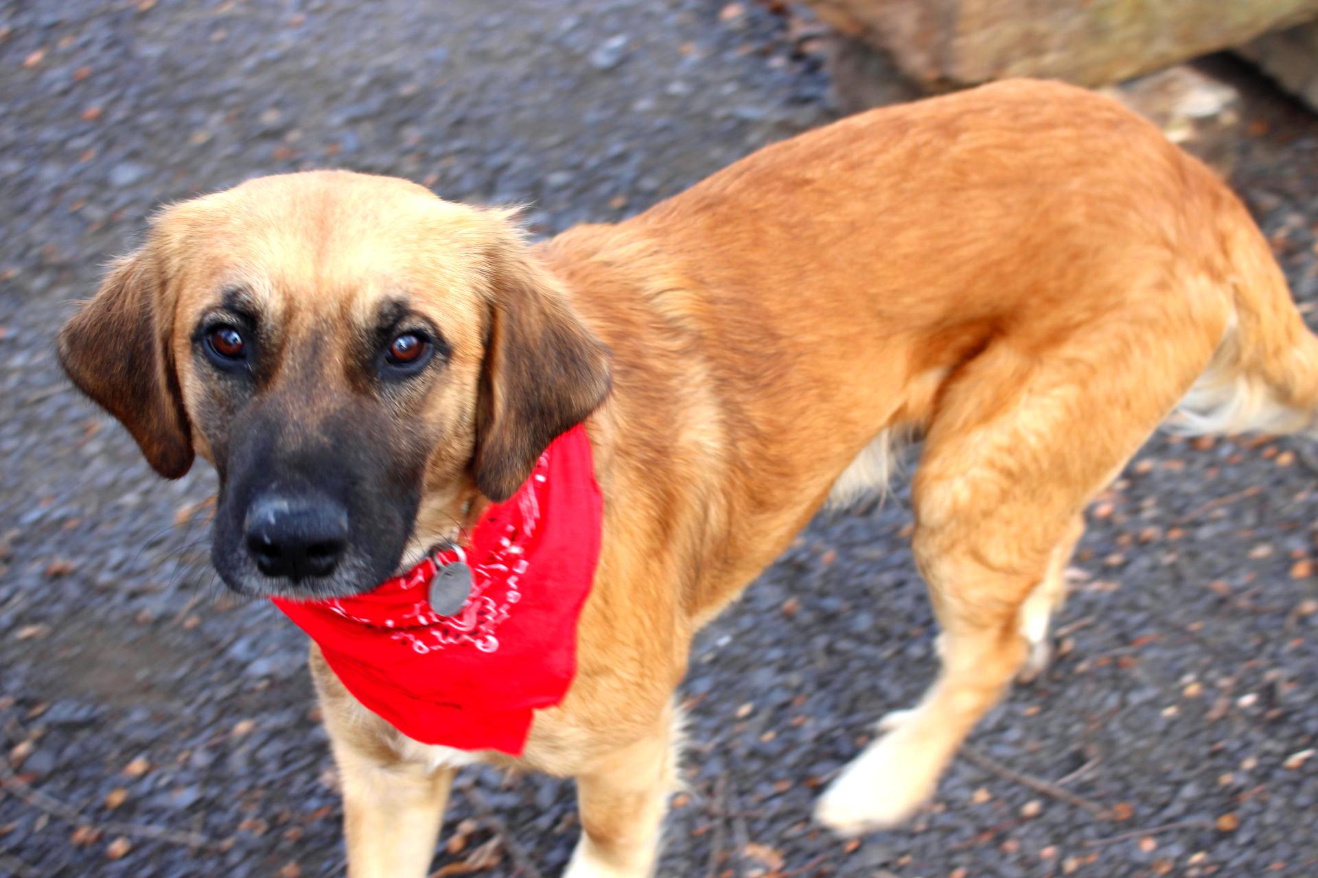 Enlarge Daniel, a ADOPTABLE mixed breed in Muldrow, OK image 3/6
