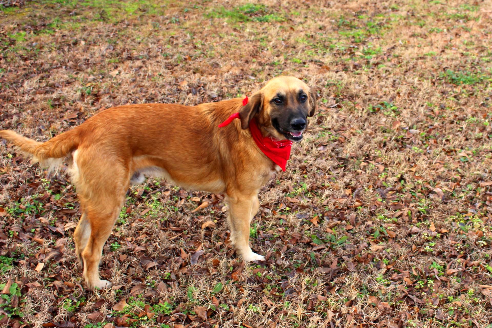 Enlarge Daniel, a ADOPTABLE mixed breed in Muldrow, OK image 6/6