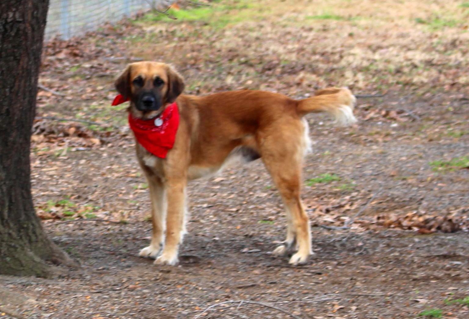 Enlarge Daniel, a ADOPTABLE mixed breed in Muldrow, OK image 2/6