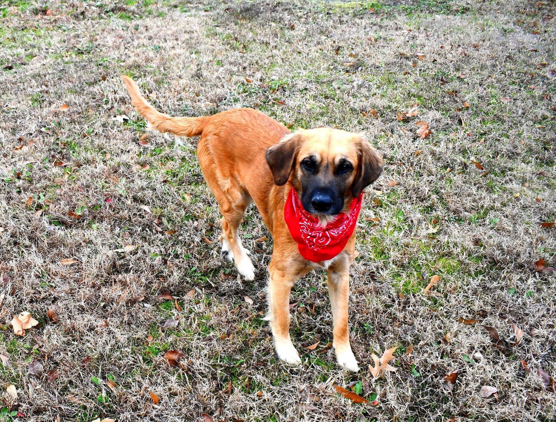 Daniel, ADOPTABLE, Adult Male Golden Retriever & Shepherd.