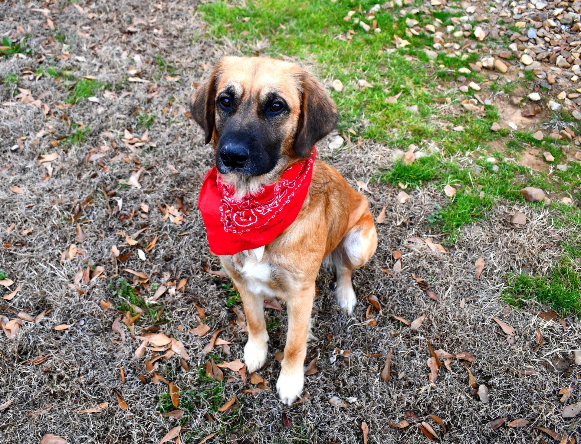 Enlarge Daniel, a ADOPTABLE mixed breed in Muldrow, OK image 5/6