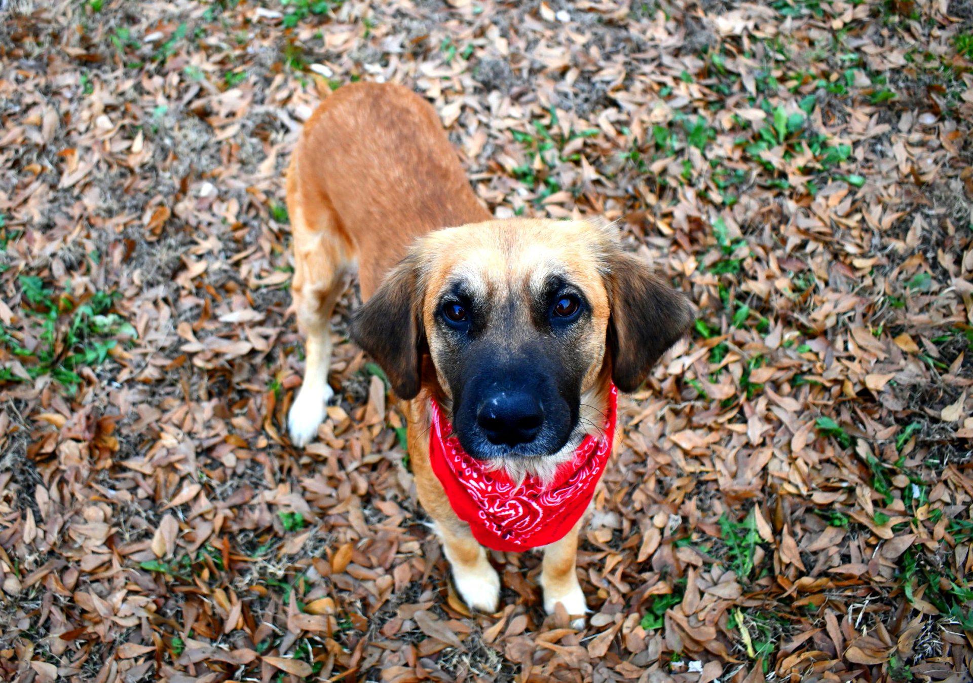 Enlarge Daniel, a ADOPTABLE mixed breed in Muldrow, OK image 4/6