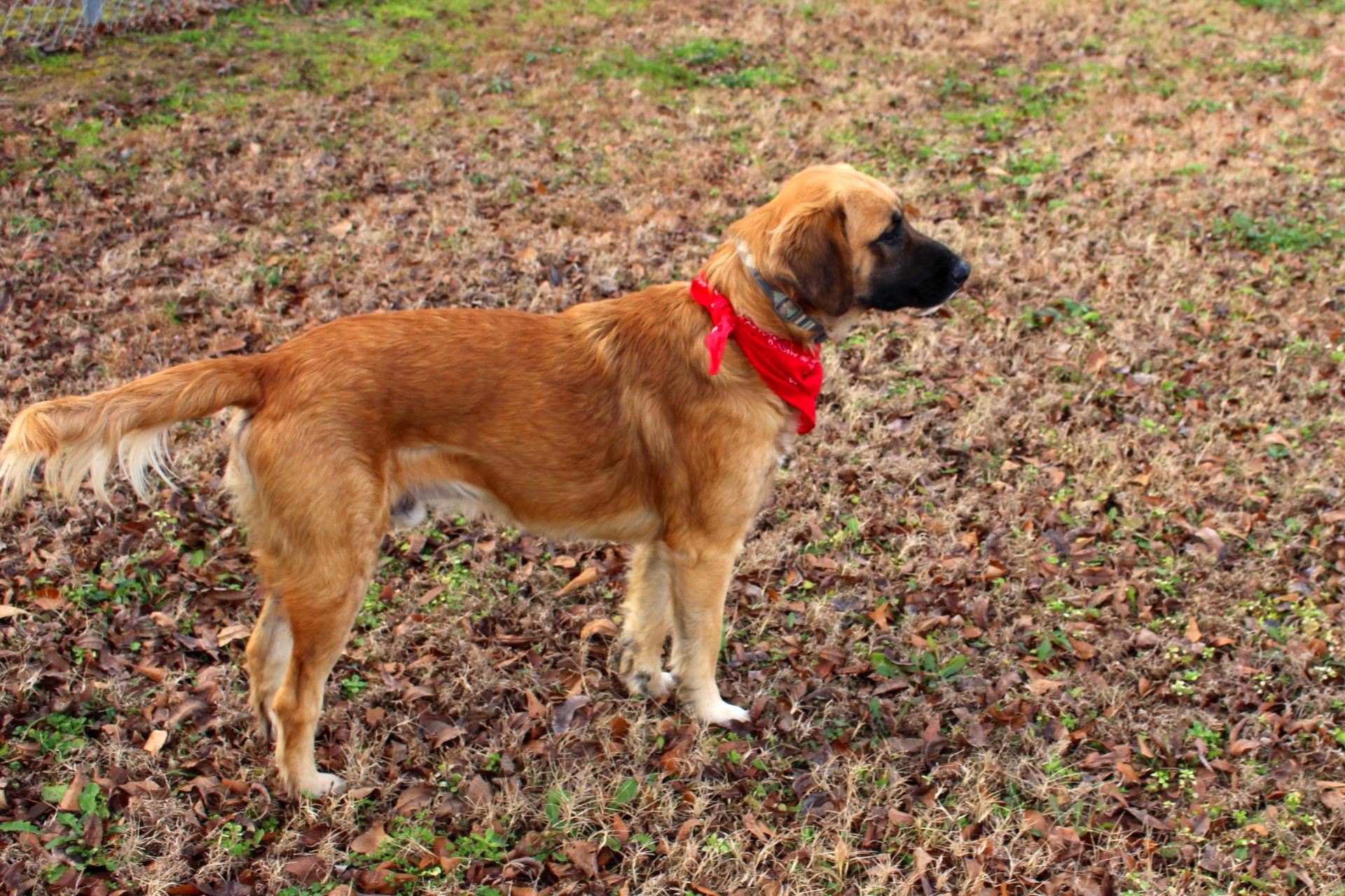 Daniel, ADOPTABLE, Adult Male Golden Retriever & Shepherd.