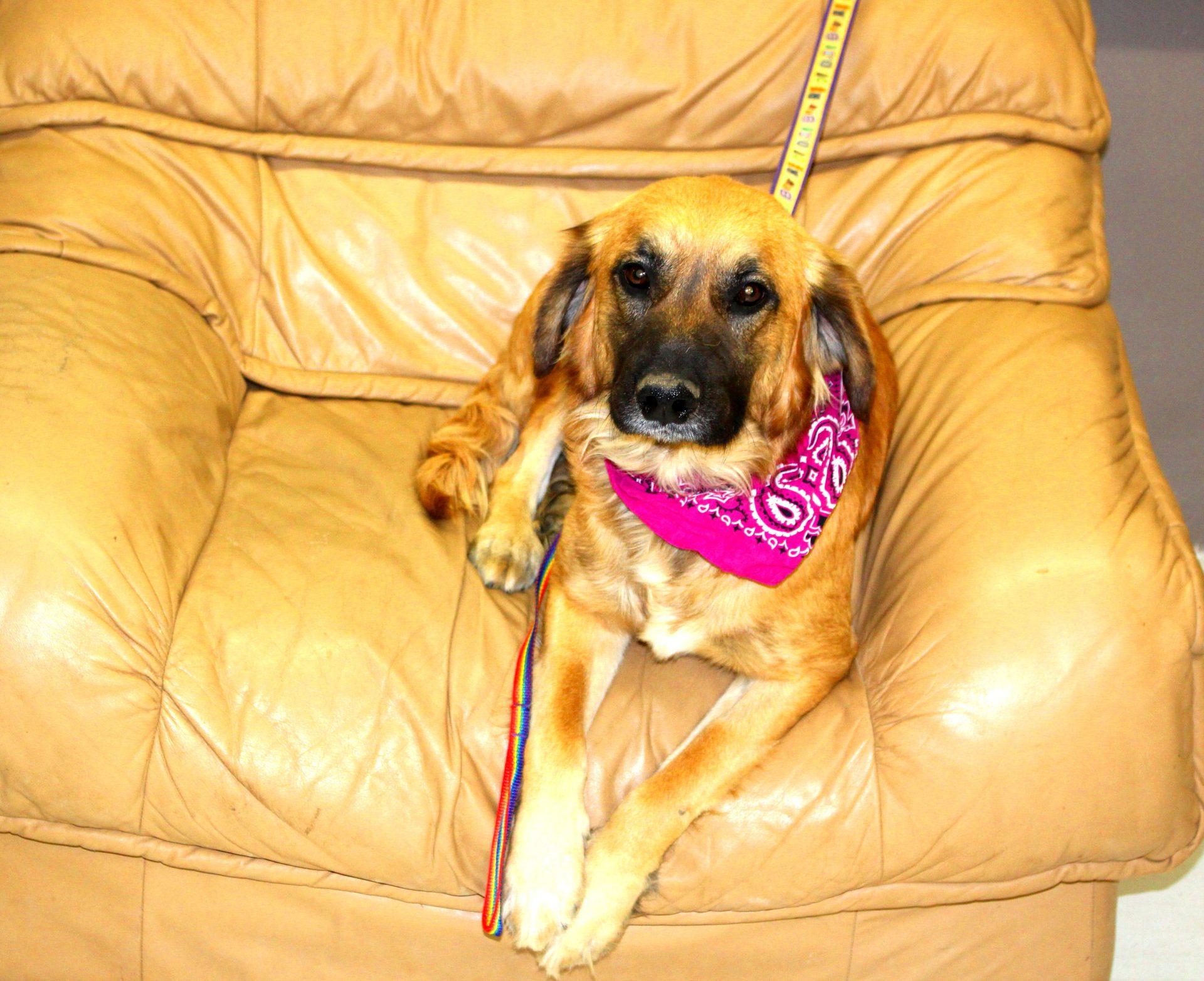 Enlarge Daniel, a ADOPTABLE mixed breed in Muldrow, OK image 6/6