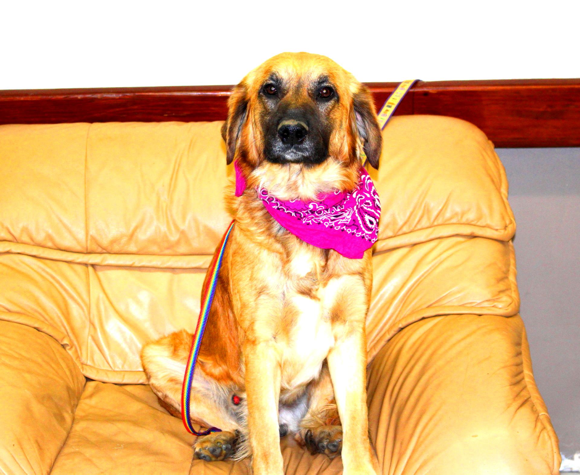 Enlarge Daniel, a ADOPTABLE mixed breed in Muldrow, OK image 1/6