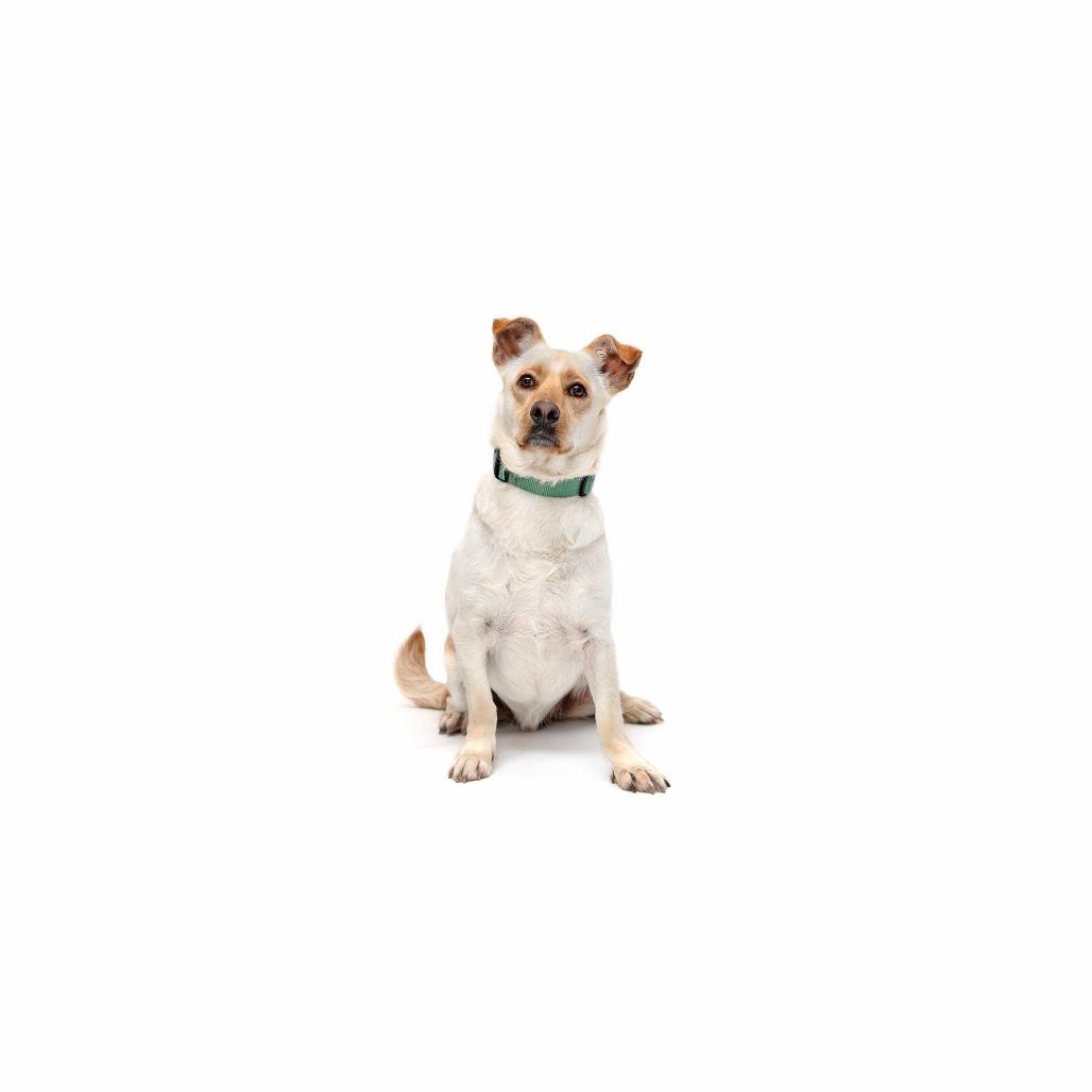 Enlarge Gravy, a Adoptable Mixed Breed in Playa Vista, CA image 1/1