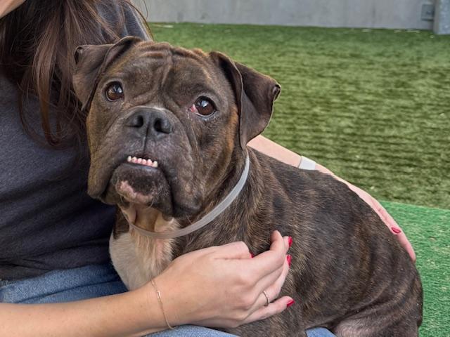 Enlarge DUTCHIE, a Adoptable American Bulldog in Pasadena, CA image 1/1