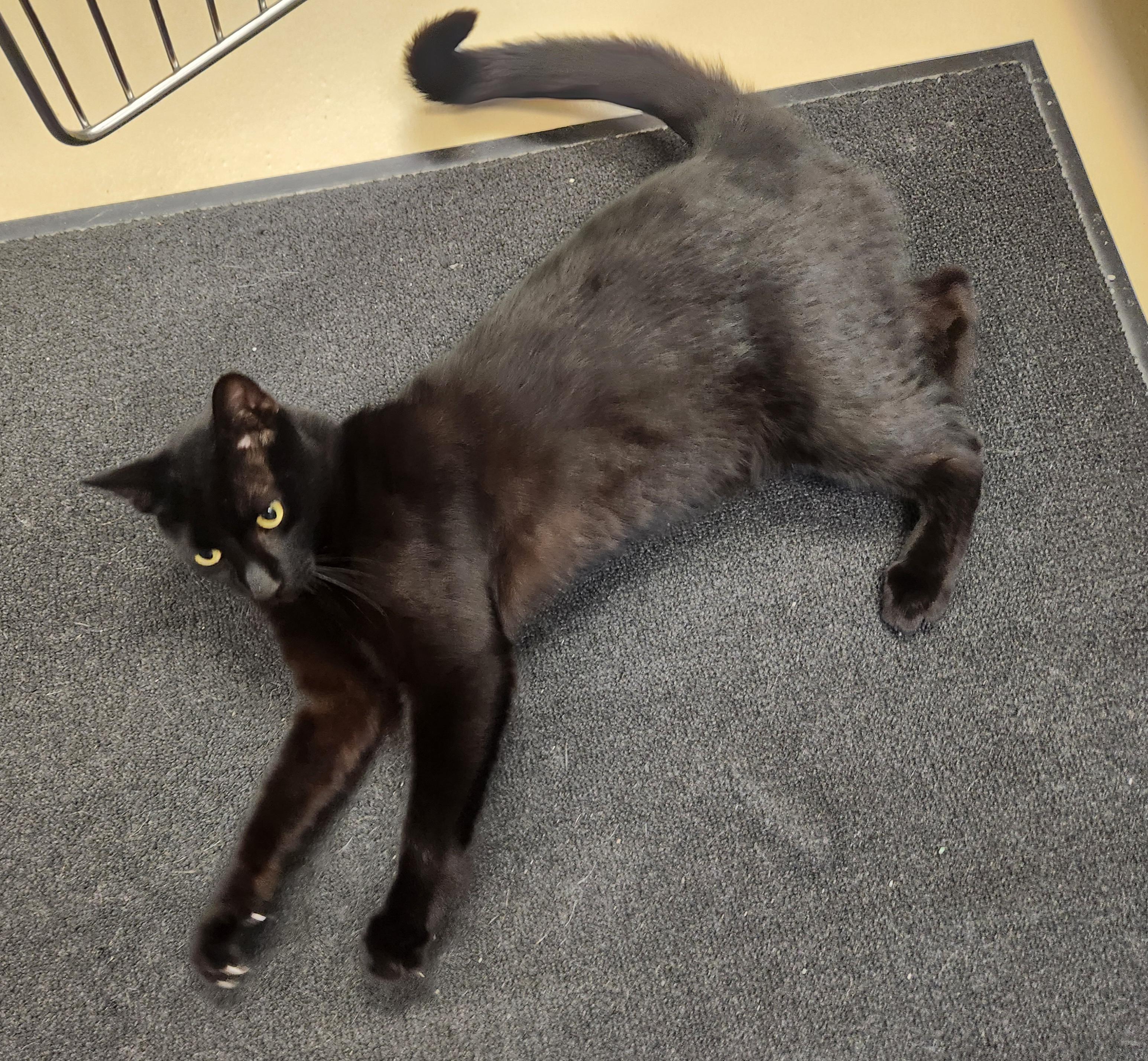 Lars , adopted, Adult Male Domestic Short Hair.