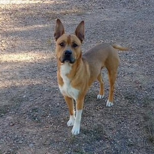 Enlarge Auggie, a ADOPTABLE mixed breed in Sierra Vista, AZ image 1/2