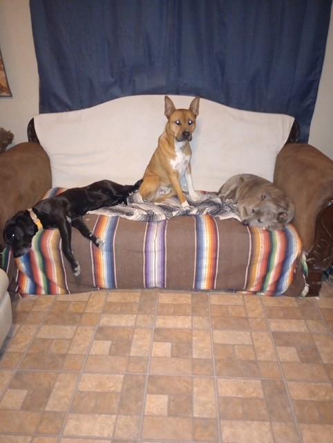 Enlarge Auggie, a ADOPTABLE mixed breed in Sierra Vista, AZ image 2/2