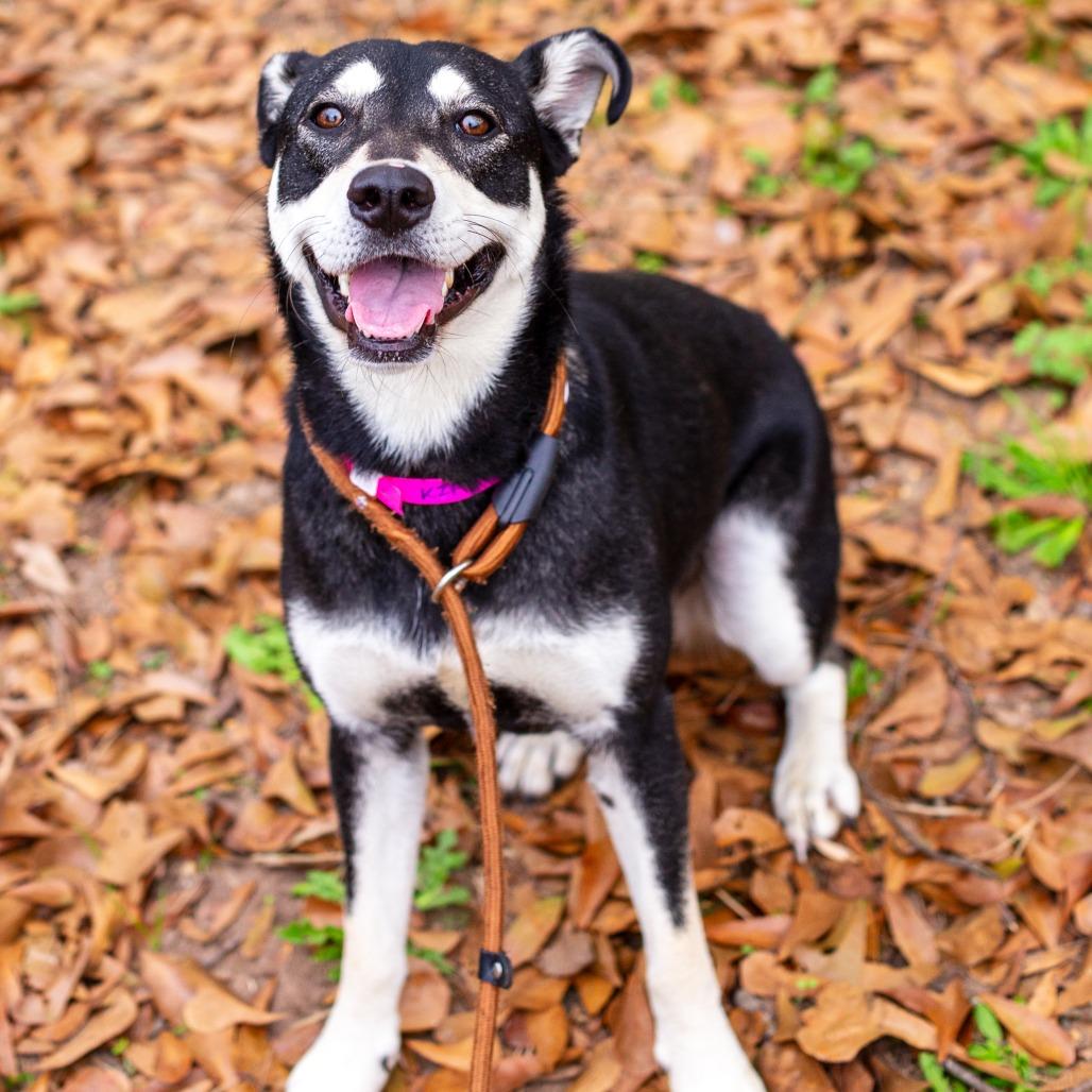 Kip, Adoptable, Adult Female Australian Kelpie.