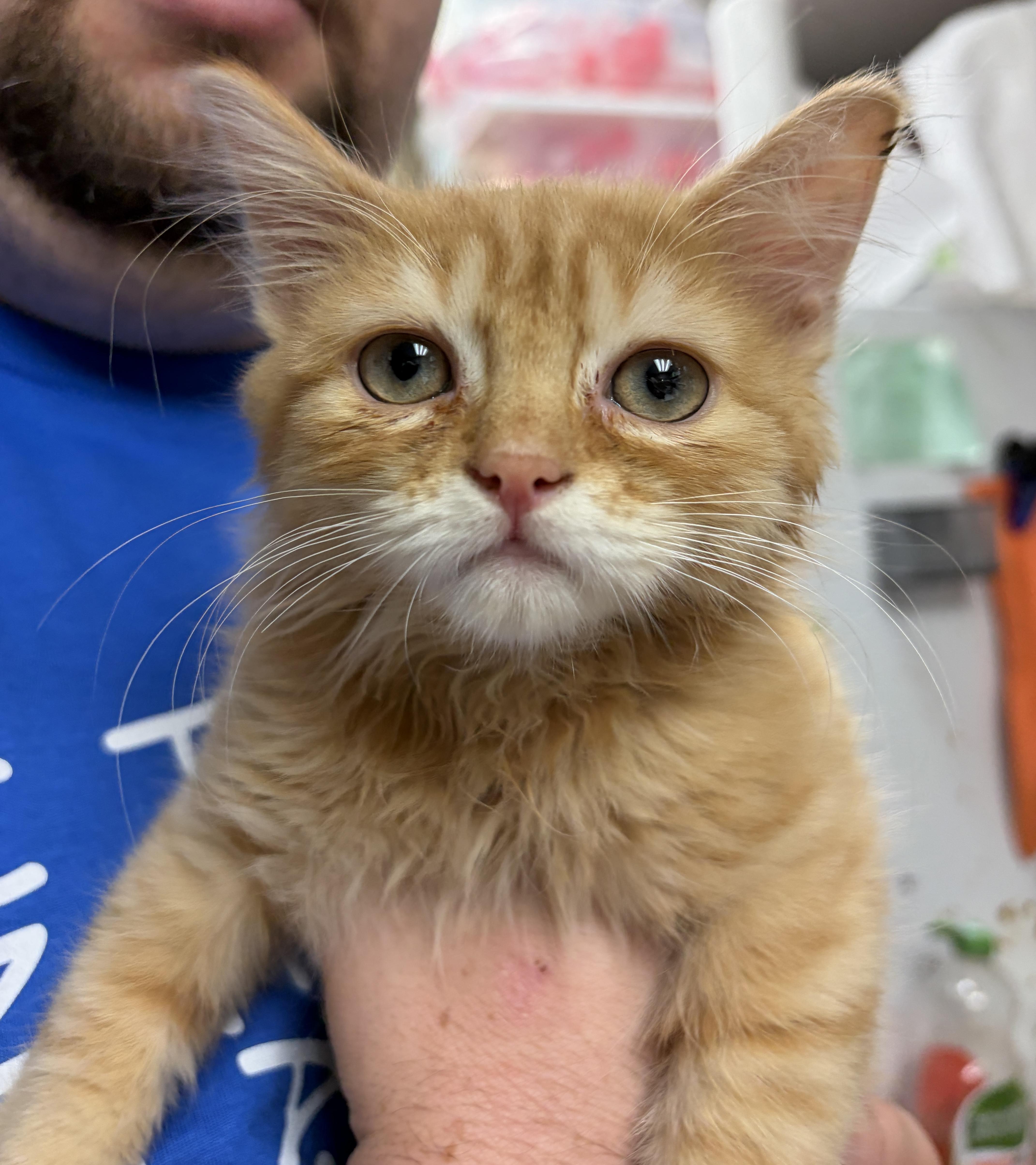 Owen, adopted, Kitten Male American Shorthair.