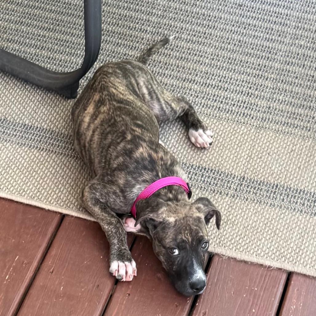 Brinley, Adoptable, Puppy Female Pit Bull Terrier & Whippet.