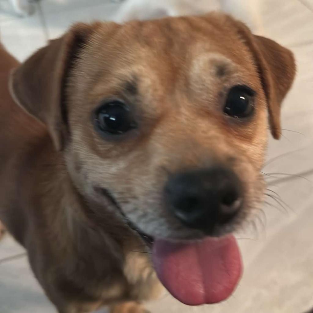 Enlarge Kowalski, a Adoptable mixed breed in Las Vegas, NV image 1/3