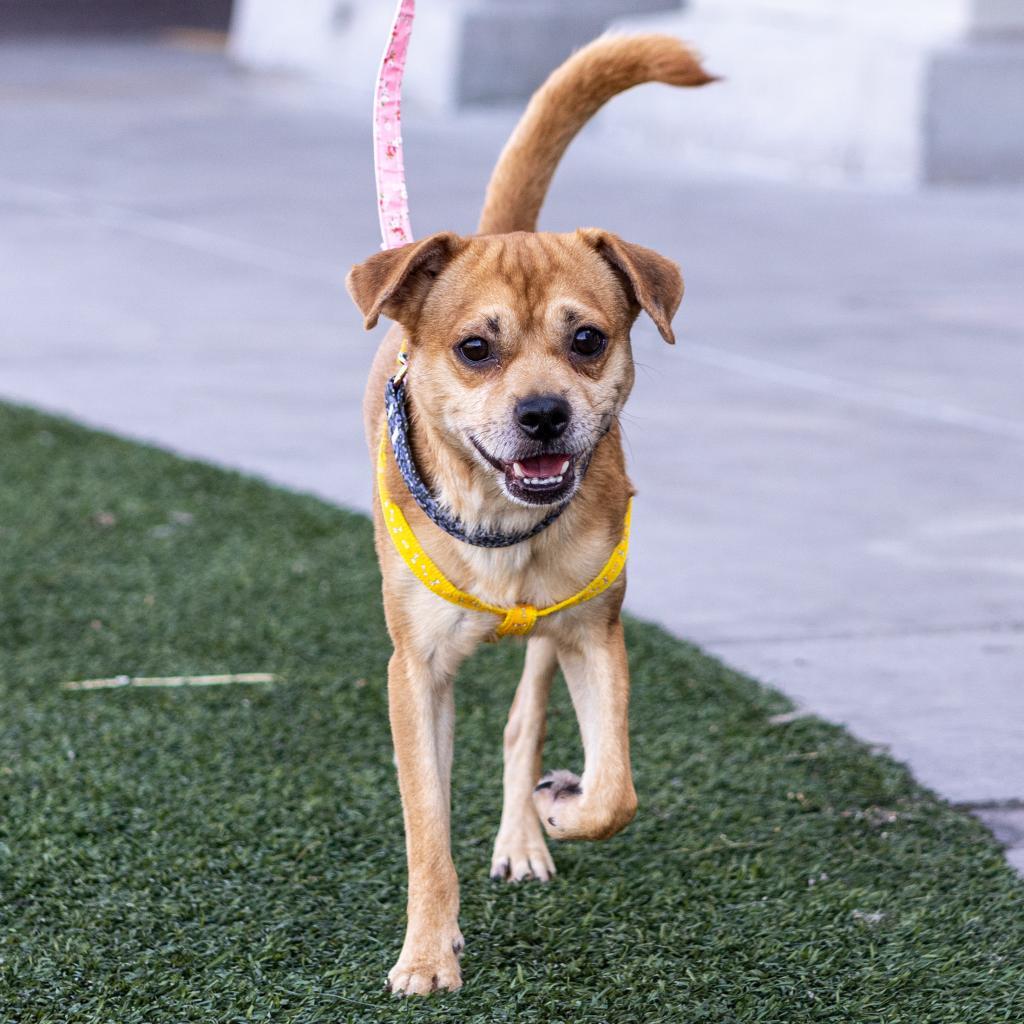 Kowalski, Adoptable, Adult Male Chihuahua.