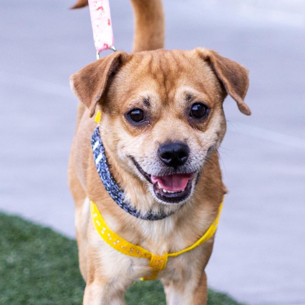 Enlarge Kowalski, a Adoptable mixed breed in Las Vegas, NV image 2/3