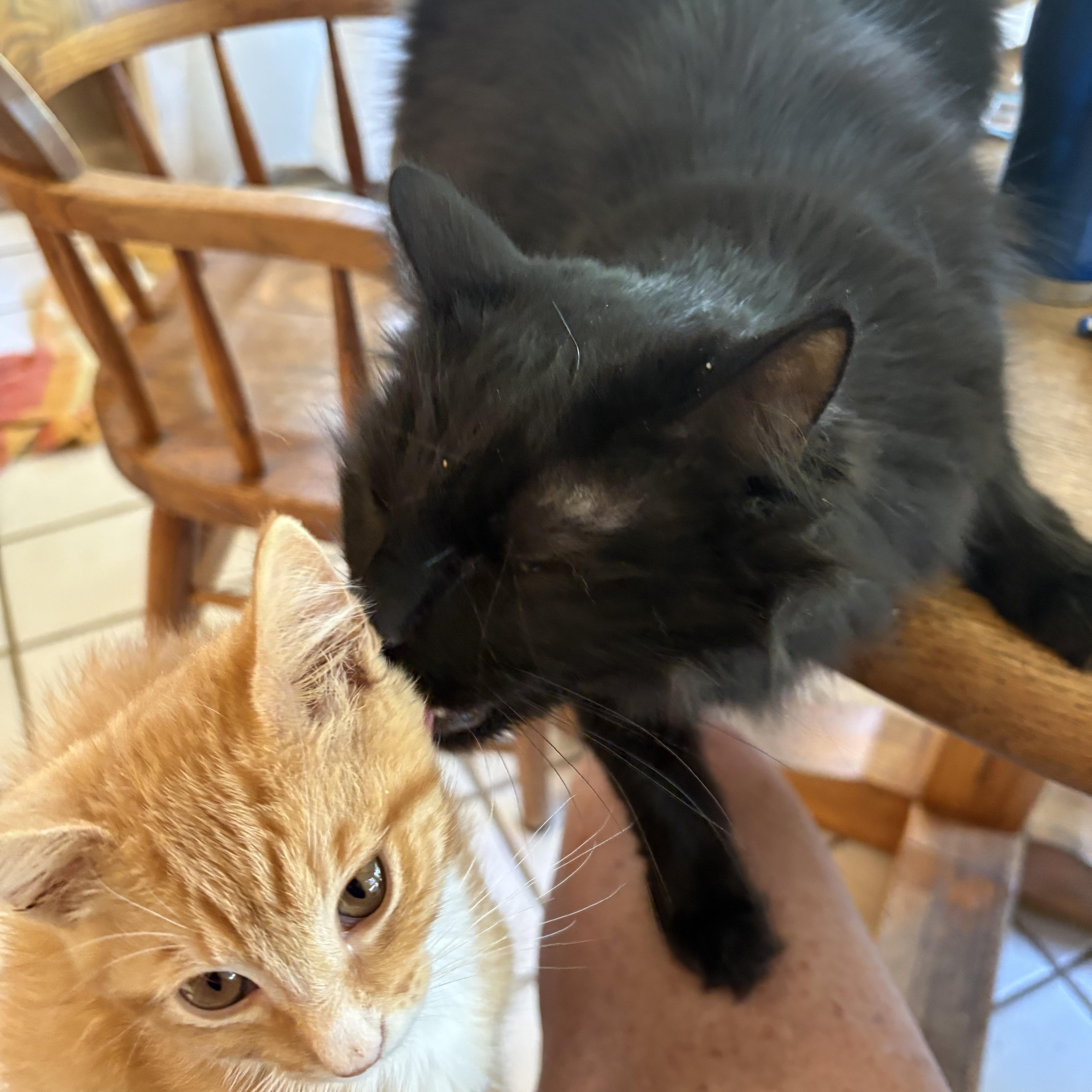 Enlarge Mango, a ADOPTABLE Domestic Short Hair in La Canada, CA image 2/3