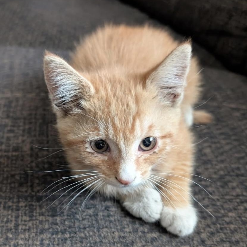 Mango, ADOPTABLE, Kitten Male Domestic Short Hair.