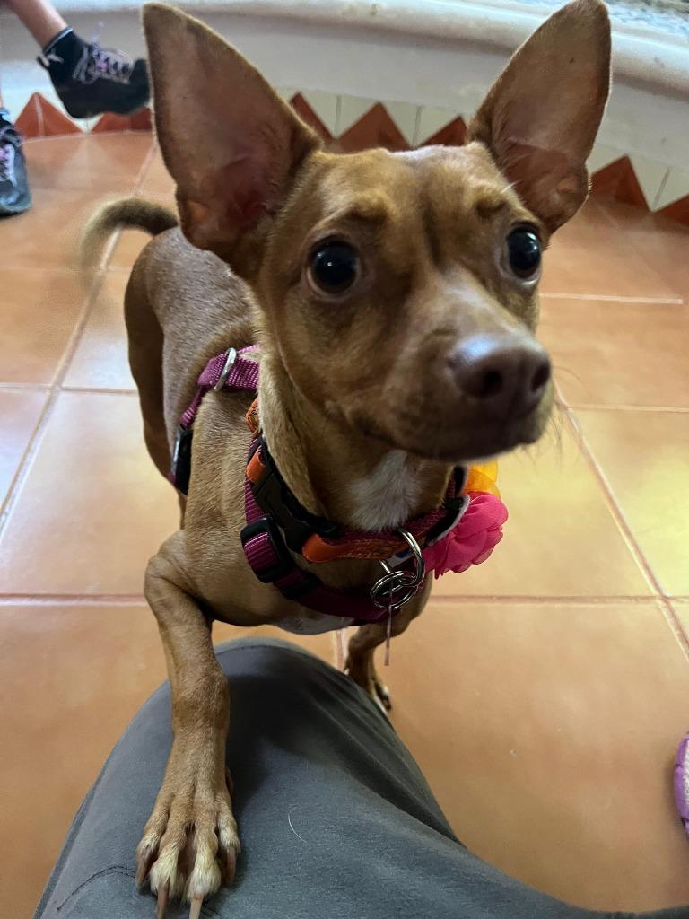 Panci — thumbnail 3