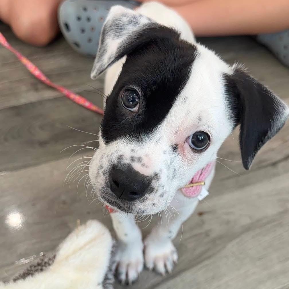 Finley, ADOPTABLE, Puppy Female Mixed Breed.