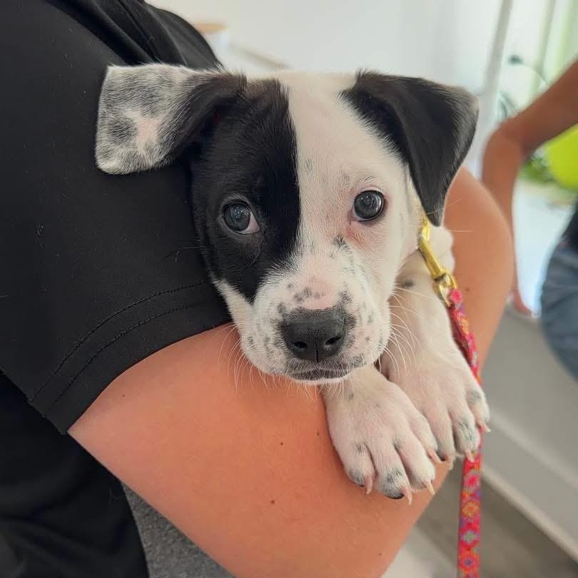 Enlarge Finley, a ADOPTABLE Mixed Breed in Yaphank, NY image 2/7