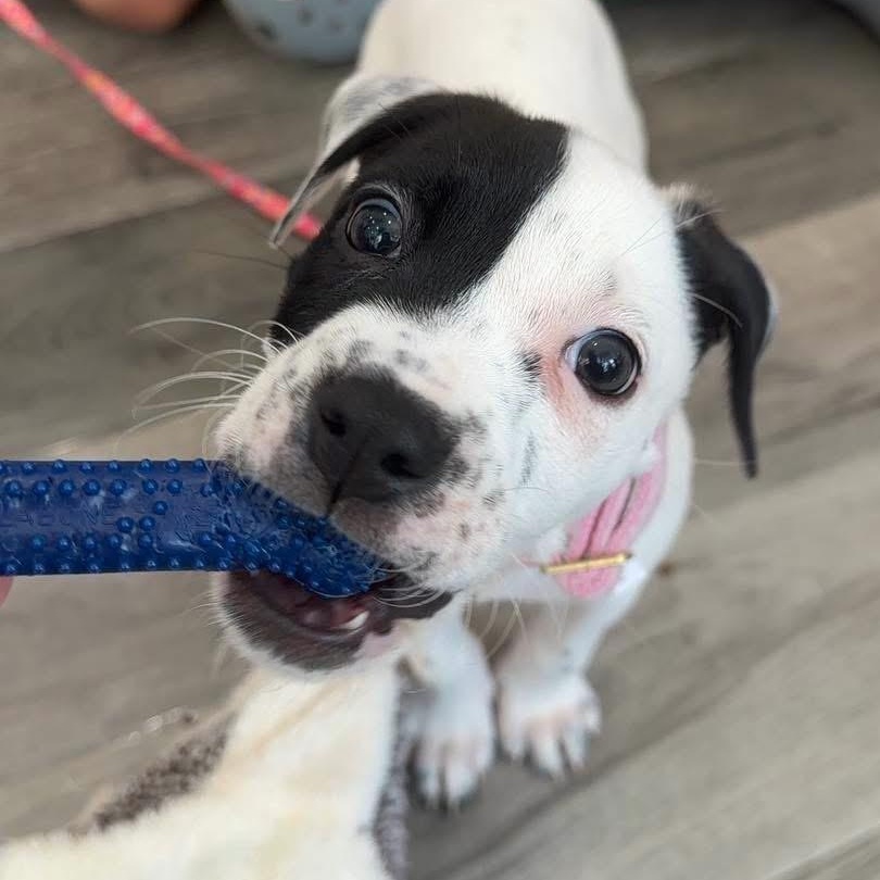 Enlarge Finley, a ADOPTABLE Mixed Breed in Yaphank, NY image 3/7