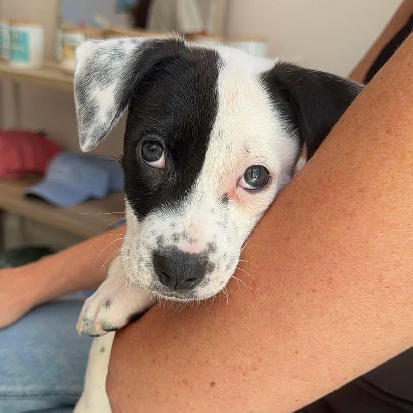 Enlarge Finley, a ADOPTABLE Mixed Breed in Yaphank, NY image 4/7