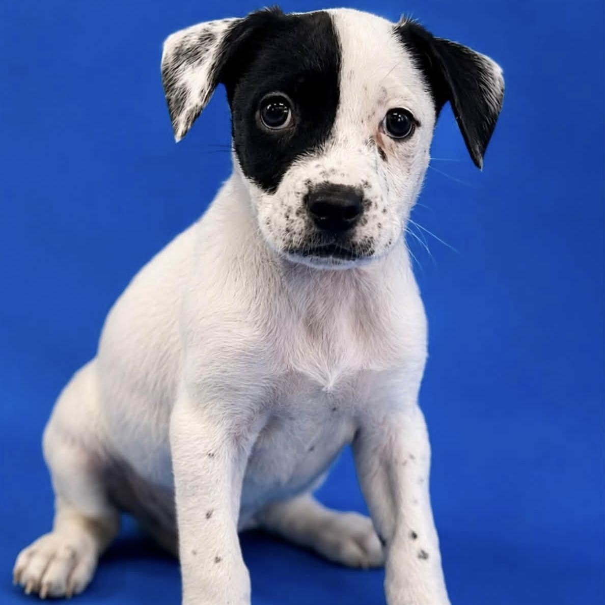 Enlarge Finley, a ADOPTABLE Mixed Breed in Yaphank, NY image 5/7