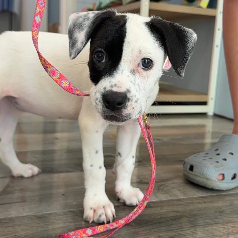 Enlarge Finley, a ADOPTABLE Mixed Breed in Yaphank, NY image 6/7