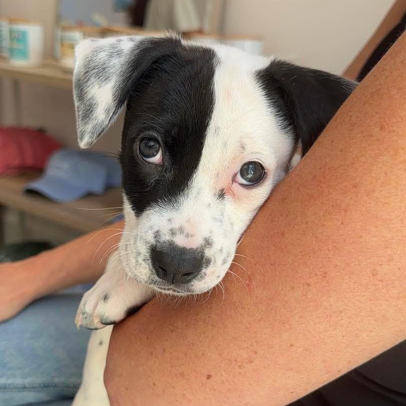 Enlarge Finley, a ADOPTABLE Mixed Breed in Yaphank, NY image 7/7